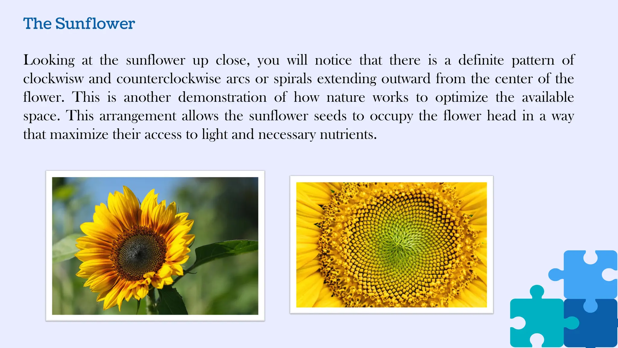 The Sunflower
Looking at the sunflower up close, you will notice that there is a definite pattern of
clockwisw and counterclockwise arcs or spirals extending outward from the center of the
flower. This is another demonstration of how nature works to optimize the available
space. This arrangement allows the sunflower seeds to occupy the flower head in a way
that maximize their access to light and necessary nutrients.
 