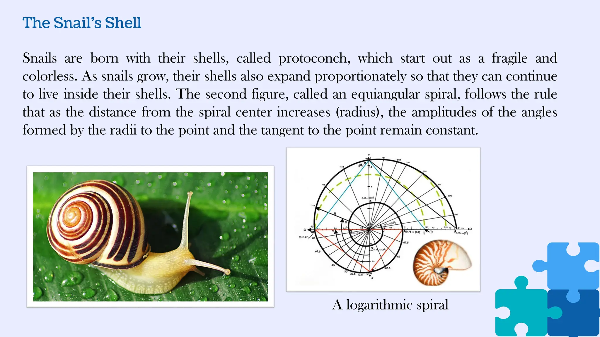 The Snail’s Shell
Snails are born with their shells, called protoconch, which start out as a fragile and
colorless. As snails grow, their shells also expand proportionately so that they can continue
to live inside their shells. The second figure, called an equiangular spiral, follows the rule
that as the distance from the spiral center increases (radius), the amplitudes of the angles
formed by the radii to the point and the tangent to the point remain constant.
A logarithmic spiral
 