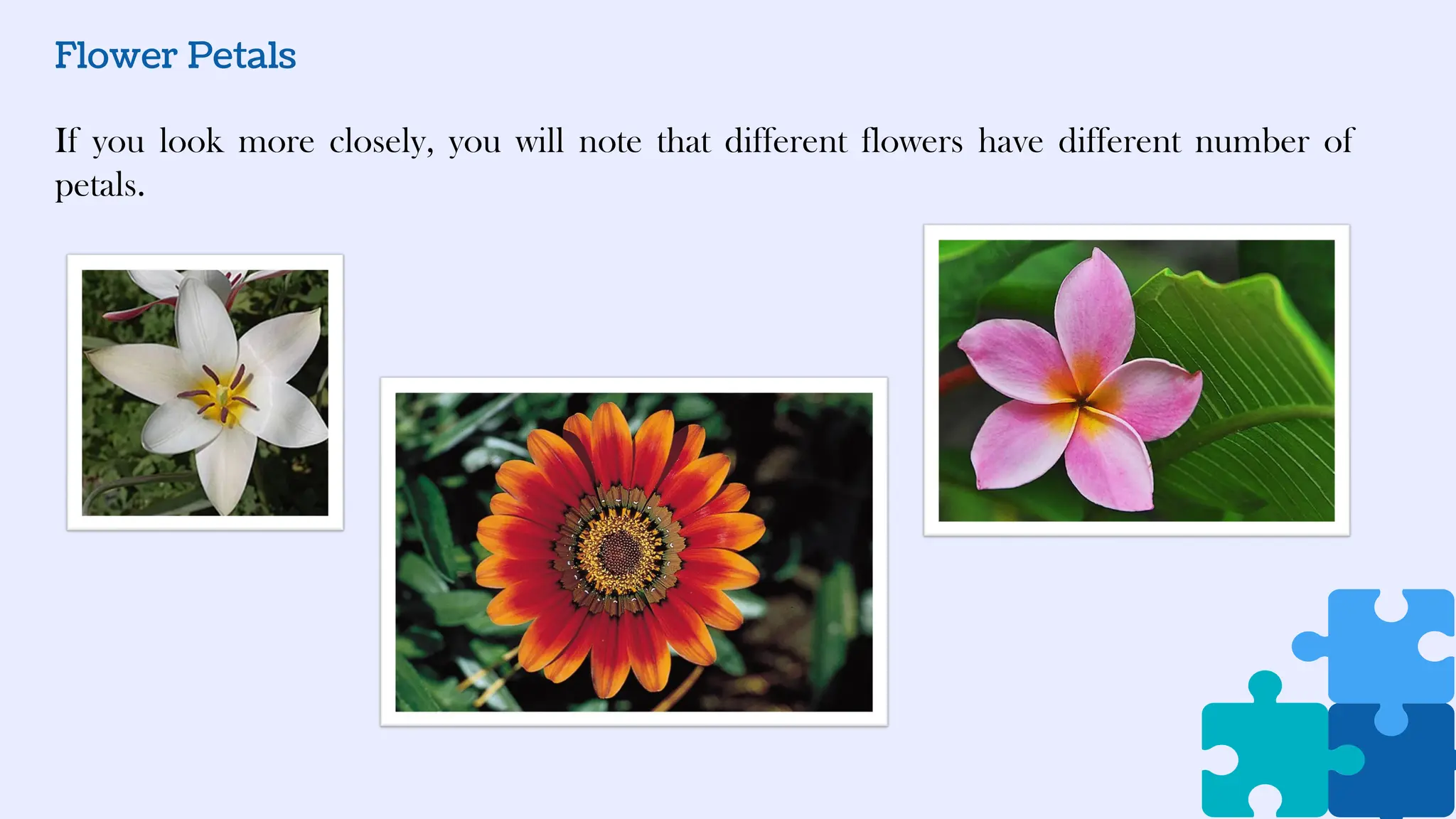 Flower Petals
If you look more closely, you will note that different flowers have different number of
petals.
 