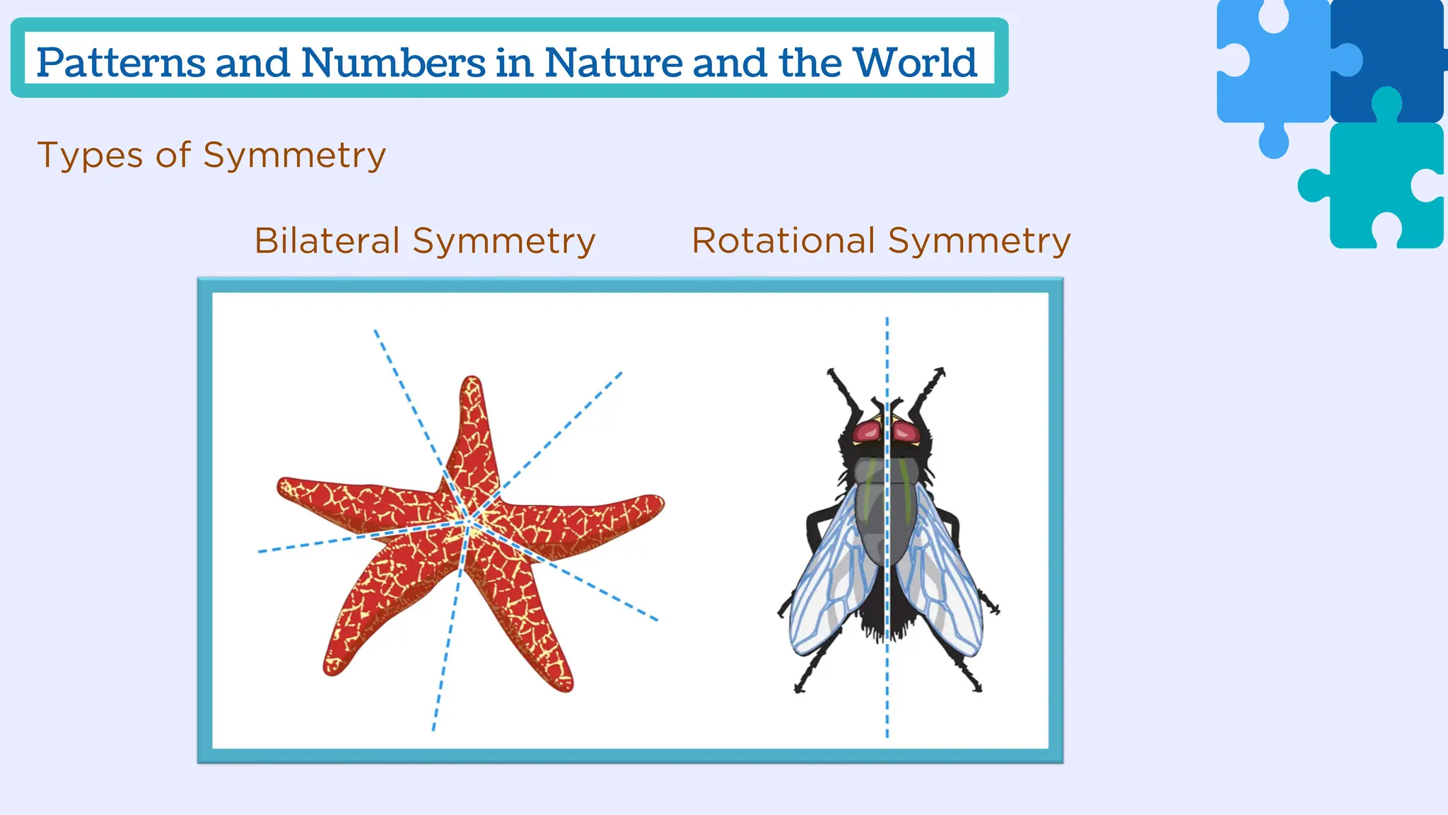 Types of Symmetry
Patterns and Numbers in Nature and the World
Bilateral Symmetry Rotational Symmetry
 