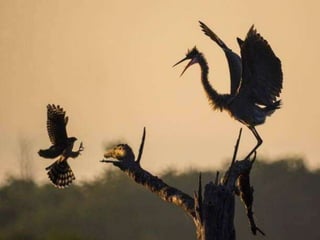 Nature Photo Contest 2012 National Geographic