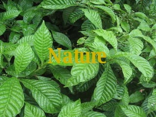 Nature 