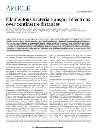 ARTICLE                                                                                                                                                             doi:10.1038/nature11586




Filamentous bacteria transport electrons
over centimetre distances
Christian Pfeffer1, Steffen Larsen2, Jie Song3, Mingdong Dong3, Flemming Besenbacher3, Rikke Louise Meyer2,3,
Kasper Urup Kjeldsen1, Lars Schreiber1, Yuri A. Gorby4, Mohamed Y. El-Naggar5, Kar Man Leung4,5, Andreas Schramm1,2,
Nils Risgaard-Petersen1 & Lars Peter Nielsen1,2



    Oxygen consumption in marine sediments is often coupled to the oxidation of sulphide generated by degradation of
    organic matter in deeper, oxygen-free layers. Geochemical observations have shown that this coupling can be mediated
    by electric currents carried by unidentified electron transporters across centimetre-wide zones. Here we present
    evidence that the native conductors are long, filamentous bacteria. They abounded in sediment zones with electric
    currents and along their length they contained strings with distinct properties in accordance with a function as electron
    transporters. Living, electrical cables add a new dimension to the understanding of interactions in nature and may find
    use in technology development.


Marine sediments become anoxic because oxygen is consumed by micro-                                  identity to any cultured member of this family (Fig. 1d). Almost
bial processes at the surface. Without available oxygen the microorgan-                              identical (. 99%) 16S rRNA sequences were detected in the suboxic
isms living below the surface are supposed to depend on energetically less                           zones of three replicate cores (Fig. 1d), whereas they were absent in the
favourable, anaerobic processes1. Recently, however, electric currents                               subjacent sulphidic zones. The filaments were identified and quan-
have been found to directly connect oxygen reduction at the surface with                             tified in the sediments by fluorescence in situ hybridization (FISH)
sulphide oxidation in the subsurface2, even when oxygen and sulphide                                 with specific 16S rRNA-targeting probes (Fig. 1c). The length density
are separated by more than 1 cm. Half of the sediment oxygen consump-                                of filaments was at least 117 m cm23 in the oxic and suboxic sediment
tion can be driven by electrons transported from below2,3. The spatial                               zone and no filaments were detected in the deeper sulphidic zone.
separation of oxidation and reduction processes invokes steep pH gra-                                With an average cell length of 3 mm, this length density corresponded
dients leading to distinct dissolutions and precipitations of minerals3.                             to 4 3 107 cells cm23. Individual filaments were difficult to dissect out
Microbial activity apparently drives the electrochemical half-reactions                              without breaking them, however, fragments up to 1.5 cm long were
and the establishment of electron-conducting structures through the                                  recorded, supporting that the bacteria had the length to span the
sediment2. Bacterial nanowires, humus particles and semi-conductive                                  entire suboxic zone.
mineral grains are known to conduct electrons over nanometre to micro-
metre distances, and alone or in combination they have been proposed to                              Desulfobulbaceae filaments qualify as conductors
facilitate electron transport over centimetre distances in marine sedi-                              We demonstrated experimentally that electron transport through the
ment2,4,5. Experimental tests and observations have failed to confirm                                suboxic zone was mediated by a coherent structure like a bacterial
these proposals so far, and instead we have unexpectedly found long,                                 filament and not by diffusive electron shuttles or casual contact
filamentous bacteria structured like electric cables as reported below.                              between conductive elements. Evidence for solid conductors was
                                                                                                     found by passing a very thin tungsten wire (50 mm diameter) hori-
Filamentous Desulfobulbaceae in electric sediment                                                    zontally through sediment 1–2 mm below the oxic–anoxic interface,
When sulphidic defaunated marine sediment was incubated in the                                       thus transiently interrupting the sediment continuum (see Sup-
dark with overlying oxic sea water, the porewater chemistry gradually                                plementary Information for details). The cut resulted in an immediate
developed in accordance with the establishment of an electron trans-                                 and lasting halt of the electron transport, as indicated by a significant
port mechanism that coupled oxygen reduction at the sediment sur-                                    drop in oxygen consumption (Tukey’s test under analysis of variance
face to sulphide oxidation in deeper anoxic layers (Fig. 1a). As                                     (ANOVA); P , 0.001; alpha 5 0.05; n 5 27), attenuation of the pH
described previously2,3, the electric coupling of spatially segregated                               peak in the oxic zone and contraction of the suboxic zone (Fig. 2), the
processes was evident from (1) the presence of a distinct pH peak                                    latter being similar to the response to momentary oxygen removal
demonstrating aerobic proton consumption—an indicator of electro-                                    observed in a previous study2. The role of bacteria in establishing a
chemical oxygen reduction2,3—and (2) the formation of a 12–15-mm                                     centimetre-long electron transport mechanism was further investi-
deep suboxic zone separating sulphide oxidation from the associated                                  gated in incubations, where filters with defined pore sizes were
oxygen reduction2,3. When sediment from the top 20 mm was gently                                     inserted into sediment cores to selectively exclude or permit vertical
washed, tufts of entangled filamentous bacteria appeared (Fig. 1b).                                  growth or migration of bacteria. Manifestations of long-distance elec-
Reverse transcription, cloning and sequencing of 16S ribosomal RNA                                   tron transport appeared in cores containing filter barriers with pore
from dissected filaments identified them as novel members of the                                     sizes of 2.0 mm (Fig. 3), but did not appear in cores containing filter
deltaproteobacterial family Desulfobulbaceae with , 92% sequence                                     barriers with pore sizes # 0.8 mm as indicated from significantly lower
1
 Center for Geomicrobiology, Department of Bioscience, Aarhus University, 8000 Aarhus C, Denmark. 2Section for Microbiology, Department of Bioscience, Aarhus University, 8000 Aarhus C, Denmark.
3
 Centre for DNA Nanotechnology (CDNA), Interdisciplinary Nanoscience Center (iNANO), Aarhus University, 8000 Aarhus C, Denmark. 4Department of Biological Sciences, University of Southern California,
Los Angeles, California 90089, USA. 5Department of Physics and Astronomy, University of Southern California, Los Angeles, California 90089, USA.


2 1 8 | N AT U R E | VO L 4 9 1 | 8 NO V E M B E R 2 0 1 2
                                                             ©2012 Macmillan Publishers Limited. All rights reserved
 