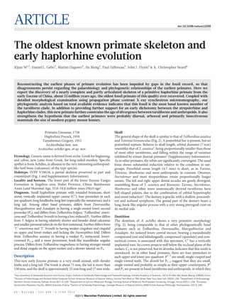 ARTICLE doi:10.1038/nature12200
The oldest known primate skeleton and
early haplorhine evolution
Xijun Ni1,2
, Daniel L. Gebo3
, Marian Dagosto4
, Jin Meng2
, Paul Tafforeau5
, John J. Flynn2
& K. Christopher Beard6
Reconstructing the earliest phases of primate evolution has been impeded by gaps in the fossil record, so that
disagreements persist regarding the palaeobiology and phylogenetic relationships of the earliest primates. Here we
report the discovery of a nearly complete and partly articulated skeleton of a primitive haplorhine primate from the
early Eocene of China, about 55 million years ago, the oldest fossil primate of this quality ever recovered. Coupled with
detailed morphological examination using propagation phase contrast X-ray synchrotron microtomography, our
phylogenetic analysis based on total available evidence indicates that this fossil is the most basal known member of
the tarsiiform clade. In addition to providing further support for an early dichotomy between the strepsirrhine and
haplorhine clades, this new primate further constrains the age of divergence between tarsiiforms and anthropoids. It also
strengthens the hypothesis that the earliest primates were probably diurnal, arboreal and primarily insectivorous
mammals the size of modern pygmy mouse lemurs.
Primates Linnaeus, 1758
Haplorhini Pocock, 1918
Tarsiiformes Gregory, 1915
Archicebidae fam. nov.
Archicebus achilles gen. et sp. nov.
Etymology. Generic name is derived from arche, Greek for beginning,
and cebus, new Latin from Greek, for long-tailed monkey. Specific
epithet is from Achilles, in allusion to the very interesting anthropoid-
like heel bone (calcaneus) of the type species.
Holotype. IVPP V18618, a partial skeleton preserved as part and
counterpart (Fig. 1 and Supplementary Information).
Locality and horizon. The lower part of the lower Eocene Yangxi
Formation in Jingzhou area, Hubei Province, China. Bumbanian
Asian Land Mammal Age, 55.8–54.8 million years (Myr) ago1
.
Diagnosis. Small haplorhine primate with rounded braincase; short
snout; vertically implanted upper canine (C1
); four premolars in each
jaw quadrant; long hindlimbs; long feet (especially the metatarsus); and a
long tail. Among other basal primates, differs from Donrussellia,
Marcgodinotius and Asiadapis in having a single-rooted lower second
premolar (P2), and differs from Teilhardina belgica, ‘Teilhardina’ ameri-
canaand‘Teilhardina’brandtiinhavingaless-reducedP1.Furtherdiffers
from T. belgica in having relatively shorter and broader distal calcaneus
and smaller peroneal tubercle on the first metatarsal. Further differs from
‘T.’ americana and ‘T.’ brandti in having weaker cingulum and cingulid
on upper and lower molars and lacking the Nannopithex-fold. Differs
from Teilhardina asiatica in having a weaker P4 metaconid, lower-
crowned P3–4, and a more prominent, hook-like mandibular angular
process. Differs from Teilhardina magnoliana in having stronger mesial
and distal cingula on the upper molars and a shorter talonid on P4.
Description
This new early Eocene primate is a very small animal, with slender
limbs and a long tail. The trunk is about 71 mm, the tail is more than
130 mm, and the skull is approximately 25 mm long and 17 mm wide.
Skull
The general shape of the skull is similar to that of Teilhardina asiatica
and Tetonius homunculus (Fig. 2). A postorbital bar is present, but no
postorbital septum. Relative to skull length, orbital diameter (7 mm)
resembles that of T. asiatica2
, being proportionally smaller than those
of most other tarsiiforms, and falling within the range of variation
exhibited by extant diurnal primates3
(Supplementary Information).
As in other primates, the orbits are significantly convergent. The nasal
fossa shows substantial reduction relative to the condition in out-
groups. Preorbital snout length (4.7 mm) is short, as in Tarsius,
Tetonius, Shoshonius and most anthropoids; in contrast, Omomys,
Necrolemur and most strepsirrhines retain proportionally longer
snouts. The left and right upper dental arcades are gently divergent,
resembling those of T. asiatica and Rooneyia. Tarsius, Necrolemur,
Shoshonius and other more anatomically derived tarsiiforms have
bell-shaped palates, due to the combination of orbital hypertrophy
and snout reduction4
. The dentary is gracile, with a shallow, procumb-
ent and unfused symphysis. The gonial part of the dentary bears a
long, hook-like angular process with a very strong pterygoid crest on
its medial side.
Dentition
The dentition of A. achilles shows a very primitive morphology
(Fig. 2), being comparable to that of other phylogenetically basal
primates such as Teilhardina, Donrussellia, Marcgodinotius and
Asiadapis. An isolated lower central incisor, bearing a mesiodistally
compressed root and labiolingually compressed (spatulate) and sym-
metrical crown, is associated with this specimen. C1
has a vertically
implanted root. Its crown projects well below the occlusal plane of the
molars. C1 is not preserved, but its alveolus indicates that this tooth is
unreduced. As in other basal primates, there are four premolars in
each upper and lower jaw quadrant. P1–2
are small, single-cusped and
single-rooted teeth. The alveoli for P1–2 suggest that they are small,
single-rooted and probably as simple as their upper counterparts. P2
and P2 are present in basal tarsiiforms and anthropoids, in which they
1
Key Laboratory of Vertebrate Evolution and Human Origin, Institute of Vertebrate Paleontology and Paleoanthropology, Chinese Academy of Sciences, 142 Xi Zhi Men Wai Street, Beijing 100044, China.
2
Division of Paleontology and Richard Gilder Graduate School, American Museum of Natural History, Central Park West at 79th Street, New York, New York 10024, USA. 3
Department of Anthropology,
Northern Illinois University, DeKalb, Illinois 60115, USA. 4
Department of Cell and Molecular Biology, Feinberg School of Medicine, Northwestern University, Chicago, Illinois 60611, USA. 5
European
Synchrotron Radiation Facility, 38043 Grenoble, France. 6
Section of Vertebrate Paleontology, Carnegie Museum of Natural History, 4400 Forbes Avenue, Pittsburgh, Pennsylvania 15213, USA.
6 0 | N A T U R E | V O L 4 9 8 | 6 J U N E 2 0 1 3
Macmillan Publishers Limited. All rights reserved©2013
 