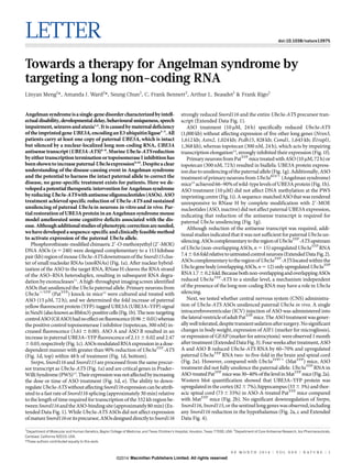 LETTER doi:10.1038/nature13975 
Towards a therapy for Angelman syndrome by 
targeting a long non-coding RNA 
Linyan Meng1*, Amanda J. Ward2*, Seung Chun2, C. Frank Bennett2, Arthur L. Beaudet1 & Frank Rigo2 
Angelman syndromeis a single-gene disorder characterized by intell-ectual 
disability, developmental delay, behavioural uniqueness, speech 
impairment, seizures and ataxia1,2. It is caused bymaternal deficiency 
of the imprinted geneUBE3A, encoding an E3ubiquitin ligase3–5.All 
patients carry at least one copy of paternal UBE3A, which is intact 
but silenced by a nuclear-localized long non-coding RNA, UBE3A 
antisense transcript (UBE3A-ATS)6–8.MurineUbe3a-ATS reduction 
by either transcription termination or topoisomerase I inhibition has 
been shownto increase paternalUbe3a expression9,10.Despite a clear 
understanding of the disease-causing event in Angelman syndrome 
and the potential to harness the intact paternal allele to correct the 
disease, no gene-specific treatment exists for patients. Here we de-veloped 
a potential therapeutic intervention forAngelman syndrome 
by reducingUbe3a-ATS with antisense oligonucleotides (ASOs).ASO 
treatment achieved specific reduction of Ube3a-ATS and sustained 
unsilencing of paternal Ube3a in neurons in vitro and in vivo. Par-tial 
restoration of UBE3Aprotein in an Angelmansyndromemouse 
model ameliorated some cognitive deficits associated with the dis-ease. 
Although additional studies of phenotypic correction are needed, 
wehave developed a sequence-specific and clinically feasible method 
to activate expression of the paternal Ube3a allele. 
Phosphorothioate-modified chimaeric 29-O-methoxyethyl (29-MOE) 
DNA ASOs (n5240) were designed complementary to a 113 kilobase 
pair (kb) regionofmouseUbe3a-ATS downstreamof the Snord115 clus-ter 
of small nucleolar RNAs (snoRNAs) (Fig. 1a). After nuclear hybrid-ization 
of the ASO to the target RNA, RNaseH cleaves the RNA strand 
of the ASO–RNA heteroduplex, resulting in subsequent RNA degra-dation 
by exonucleases11.Ahigh-throughput imaging screen identified 
ASOs that unsilenced the Ube3a paternal allele. Primary neurons from 
Ube3a1/YFP (PatYFP) knock-in mice12 were cultured and treated with 
ASO (15 mM, 72 h), and we determined the fold increase of paternal 
yellowfluorescent protein (YFP)-tagged UBE3A (UBE3A–YFP) signal 
inNeuN(also knownas Rbfox3)-positive cells (Fig. 1b).The non-targeting 
controlASO(CtlASO)hadno effectonfluorescence (0.9660.01) whereas 
the positive control topoisomerase I inhibitor (topotecan, 300 nM) in-creased 
fluorescence (3.6160.00). ASO A and ASO B resulted in an 
increase in paternal UBE3A–YFP fluorescence of 2.1160.02 and 2.47 
60.03, respectively (Fig. 1c).ASOsmodulatedRNAexpression in a dose-dependent 
manner with greater than 90% reduction of Ube3aYFP-ATS 
(Fig. 1d, top) within 48 h of treatment (Fig. 1d, bottom). 
Snrpn, Snord116 and Snord115 are processed from the same precur-sor 
transcript as Ube3a-ATS (Fig. 1a) and are critical genes in Prader– 
Willi Syndrome (PWS)13.Their expression was not affected by increasing 
the dose or time of ASO treatment (Fig. 1d, e). The ability to down-regulate 
Ube3a-ATS without affecting Snord116 expression can be attrib-uted 
to a fast rate of Snord116 splicing (approximately 30 min) relative 
to the length of time required for transcription of the 332 kb region be-tween 
Snord116 and the ASO-binding site (approximately 80 min) (Ex-tended 
Data Fig. 1). While Ube3a-ATS ASOs did not affect expression 
ofmature Snord116 or itsprecursor,ASOsdesigned directly to Snord116 
strongly reduced Snord116 and the entire Ube3a-ATS precursor tran-script 
(Extended Data Fig. 1). 
ASO treatment (10 mM, 24 h) specifically reduced Ube3a-ATS 
(1,000 kb) without affecting expression of five other long genes (Nrxn3, 
1,612 kb; Astn2, 1,024 kb; Pcdh15, 828 kb; Csmd1, 1,643 kb; Il1rapl1, 
1,368 kb), whereas topotecan (300 nM, 24 h), which acts by impairing 
transcription elongation14, strongly inhibited their expression (Fig. 1f). 
Primary neurons fromPatYFP mice treatedwithASO (10 mM, 72 h) or 
topotecan (300 nM, 72 h) resulted in biallelic UBE3A protein express-ion 
due to unsilencing of the paternal allele (Fig. 1g). Additionally,ASO 
treatment of primary neurons fromUbe3aKO/1 (Angelman syndrome) 
mice15 achieved 66–90%of wild-type levels ofUBE3Aprotein (Fig. 1h). 
ASO treatment (10 mM) did not affect DNA methylation at the PWS 
imprinting centre (Fig. 1i).Asequence-matchedASOthatwas rendered 
unresponsive to RNase H by complete modification with 29-MOE 
nucleotides (ASO, inactive) did not affect paternal UBE3A expression, 
indicating that reduction of the antisense transcript is required for 
paternal Ube3a unsilencing (Fig. 1g). 
Although reduction of the antisense transcript was required, addi-tional 
studies indicated that it was not sufficient for paternal Ube3a un-silencing. 
ASOscomplementary to the region of Ube3aYFP-ATS upstream 
of Ube3a (non-overlappingASOs, n515) upregulated Ube3aYFPRNA 
7.460.6 fold relative to untreated control neurons (ExtendedData Fig. 2). 
ASOscomplementary to the region ofUbe3aYFP-ATS locatedwithin the 
Ube3a gene body (overlappingASOs, n512) only upregulated Ube3aYFP 
RNA1.760.2 fold. Because bothnon-overlapping and overlappingASOs 
reduced Ube3aYFP-ATS to a similar level, a mechanism independent 
of the presence of the long non-coding RNA may have a role in Ube3a 
silencing. 
Next, we tested whether central nervous system (CNS) administra-tion 
of Ube3a-ATS ASOs unsilenced paternal Ube3a in vivo. A single 
intracerebroventricular (ICV) injection of ASO was administered into 
the lateral ventricle of adult PatYFP mice. TheASOtreatment was gener-allywell 
tolerated, despite transient sedationafter surgery.No significant 
changes in body weight, expression of AIF1 (marker for microgliosis), 
or expression of GFAP (marker for astrocytosis) were observed 1 month 
after treatment (ExtendedData Fig. 3). Four weeks after treatment,ASO 
A and ASO B reduced Ube3a-ATS RNA by 60–70% and upregulated 
paternal Ube3aYFP RNA two- to five-fold in the brain and spinal cord 
(Fig. 2a). However, compared with Ube3aYFP/1 (MatYFP) mice, ASO 
treatment did not fully unsilence the paternal allele. Ube3aYFP RNA in 
ASO-treatedPatYFP mice was 30–40%of the level inMatYFP mice (Fig. 2a). 
Western blot quantification showed that UBE3A–YFP protein was 
upregulated in the cortex (8267%), hippocampus (3363%) and thor-acic 
spinal cord (73633%) in ASO-A-treated PatYFP mice compared 
with MatYFP mice (Fig. 2b). No significant downregulation of Snrpn, 
Snord116, Snord115, or the sentinel long genes was observed, including 
any Snord116 reduction in the hypothalamus (Fig. 2a, c and Extended 
Data Fig. 4). 
1Department of Molecular and Human Genetics, Baylor College of Medicine, and Texas Children’s Hospital, Houston, Texas 77030, USA. 2Department of Core Antisense Research, Isis Pharmaceuticals, 
Carlsbad, California 92010, USA. 
*These authors contributed equally to this work. 
0 0 MO N T H 2 0 1 4 | VO L 0 0 0 | N AT U R E | 1 
©2014 Macmillan Publishers Limited. All rights reserved 
 