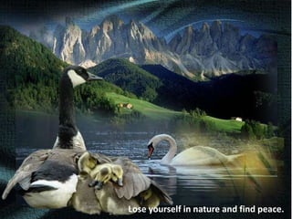 Lose yourself in nature and find peace.