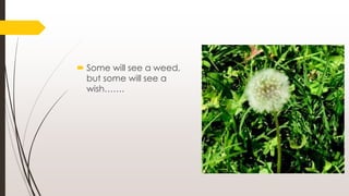  Some will see a weed,
but some will see a
wish…….
 