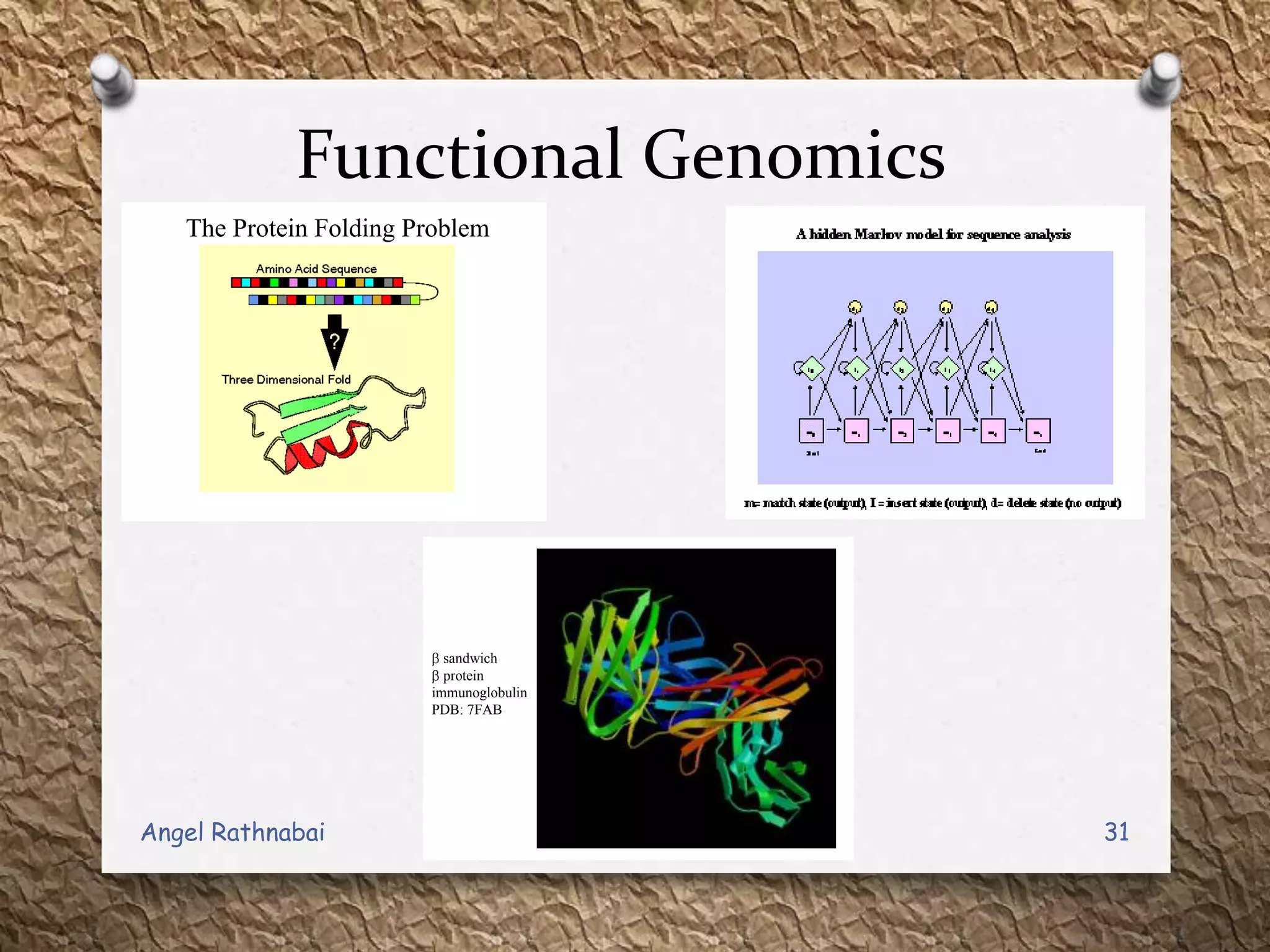 Functional Genomics
The Protein Folding Problem
sandwich
protein
immunoglobulin
PDB: 7FAB
31Angel Rathnabai
 