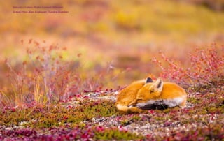 Nature’s Colors Photo Contest Winners
Grand Prize Alan Krakauer. Tundra Slumber
 