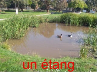 un étang
 