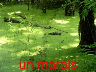 un marais
 