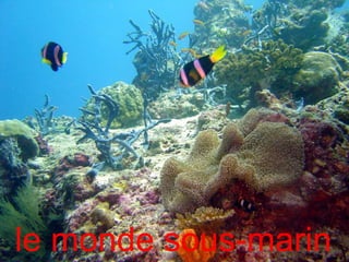le monde sous-marin
 
