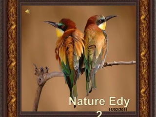 Nature Edy 2 16/02/2011 