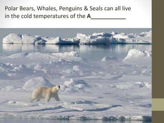 Polar Bears, Whales, Penguins & Seals can all live
in the cold temperatures of the A___________
 