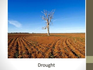 Drought
 