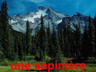 une sapinière
 
