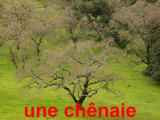 une chênaie
 