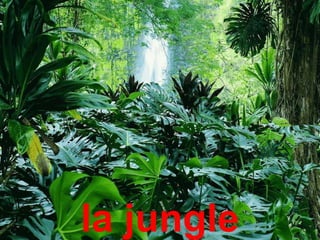 la jungle
 