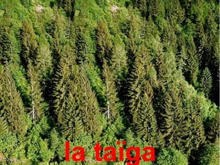 Лес




  la taïga
 