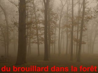 du brouillard dans la forêt
 