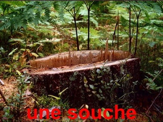 une souche
 