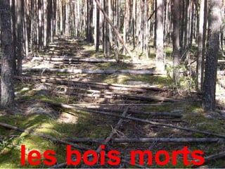 les bois morts
 