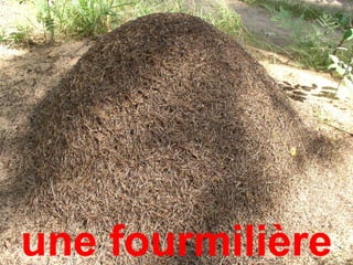 une fourmilière
 