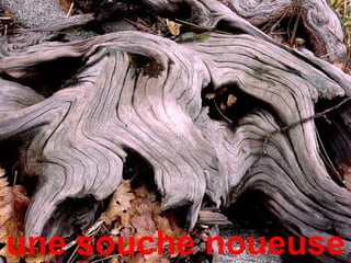 une souche noueuse
 