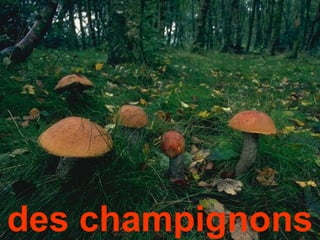 des champignons
 