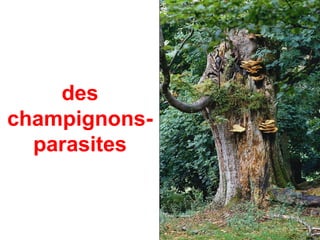 des
champignons-
  parasites
 