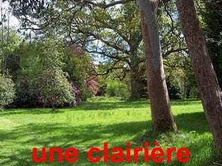 une clairière
 