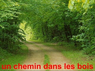 un chemin dans les bois
 