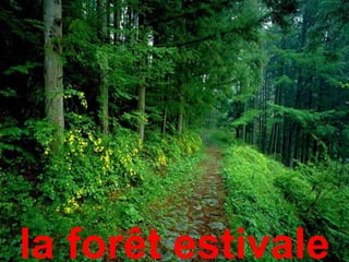 la forêt estivale
 