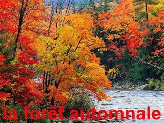 la forêt automnale
 