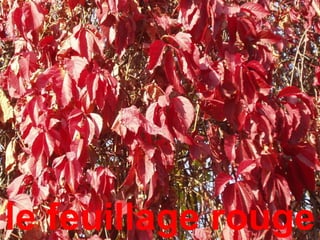 le feuillage rouge
 