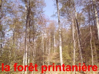 la forêt printanière
 