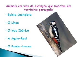 Baleia Cachalote O Lince O lobo Ibérico A Águia-Real O Pombo-trocaz 