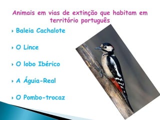 Animais em vias de extinção que habitam em território portuguêsBaleia Cachalote