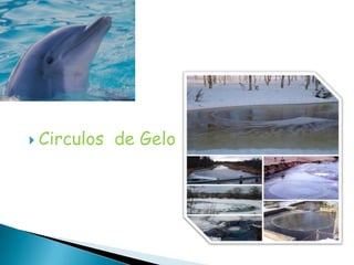 Circulos  de Gelo
