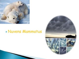 Nuvens Mammatus 