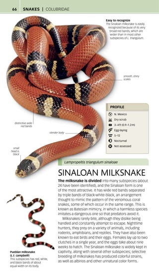 Sinaluan Pattern Nature_Guide_Snakes_and_Other_Reptiles_and_Amphibians_DK_Publishing.pdf