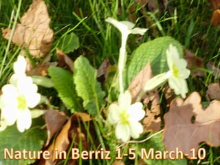 Nature In Berriz