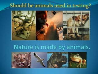 Should be animals used in testing? Nature is made by animals. 