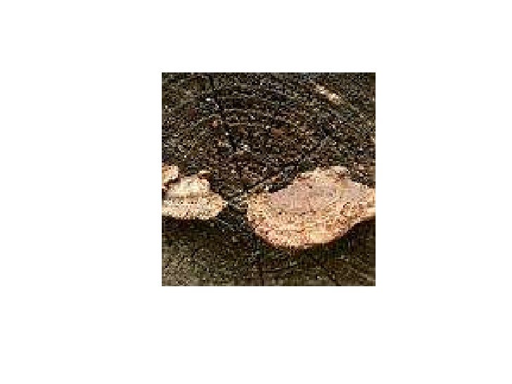 mushrooms demystified ebook nature study ebook mushrooms demystified ebook nature study ebook