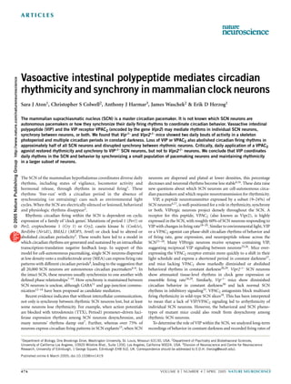ARTICLES




                                                                          Vasoactive intestinal polypeptide mediates circadian
© 2005 Nature Publishing Group http://www.nature.com/natureneuroscience




                                                                          rhythmicity and synchrony in mammalian clock neurons
                                                                          Sara J Aton1, Christopher S Colwell2, Anthony J Harmar3, James Waschek2 & Erik D Herzog1

                                                                          The mammalian suprachiasmatic nucleus (SCN) is a master circadian pacemaker. It is not known which SCN neurons are
                                                                          autonomous pacemakers or how they synchronize their daily ﬁring rhythms to coordinate circadian behavior. Vasoactive intestinal
                                                                          polypeptide (VIP) and the VIP receptor VPAC2 (encoded by the gene Vipr2) may mediate rhythms in individual SCN neurons,
                                                                          synchrony between neurons, or both. We found that Vip–/– and Vipr2–/– mice showed two daily bouts of activity in a skeleton
                                                                          photoperiod and multiple circadian periods in constant darkness. Loss of VIP or VPAC2 also abolished circadian ﬁring rhythms in
                                                                          approximately half of all SCN neurons and disrupted synchrony between rhythmic neurons. Critically, daily application of a VPAC2
                                                                          agonist restored rhythmicity and synchrony to VIP–/– SCN neurons, but not to Vipr2–/– neurons. We conclude that VIP coordinates
                                                                          daily rhythms in the SCN and behavior by synchronizing a small population of pacemaking neurons and maintaining rhythmicity
                                                                          in a larger subset of neurons.


                                                                          The SCN of the mammalian hypothalamus coordinates diverse daily                     neurons are dispersed and plated at lower densities, this percentage
                                                                          rhythms, including states of vigilance, locomotor activity and                      decreases and neuronal rhythms become less stable4,16. These data raise
                                                                          hormonal release, through rhythms in neuronal ﬁring1. These                         new questions about which SCN neurons are cell-autonomous circa-
                                                                          rhythms ‘free-run’ with a circadian period in the absence of                        dian pacemakers and which require neurotransmission for rhythmicity.
                                                                          synchronizing (or entraining) cues such as environmental light                         VIP, a peptide neurotransmitter expressed by a subset (9–24%) of
                                                                          cycles. When the SCN are electrically silenced or lesioned, behavioral              SCN neurons4,17, is well-positioned for a role in rhythmicity, synchrony
                                                                          and physiologic rhythms disappear2.                                                 or both. VIPergic neurons project densely throughout the SCN. A
                                                                             Rhythmic circadian ﬁring within the SCN is dependent on cyclic                   receptor for this peptide, VPAC2 (also known as Vipr2), is highly
                                                                          expression of a family of ‘clock genes’. Mutations of period 1 (Per1) or            expressed in the SCN, with roughly 60% of SCN neurons responding to
                                                                          Per2, cryptochrome 1 (Cry 1) or Cry2, casein kinase Ie (Csnk1e),                    VIP with changes in ﬁring rate18–20. Similar to environmental light, VIP
                                                                          RevErba (Nr1d1), BMAL1 (MOP3, Arntl) or clock lead to altered or                    or a VPAC2 agonist can phase-shift circadian rhythms of behavior and
                                                                          abolished circadian periodicity3. These results have led to a model in              of ﬁring rate, gene expression, and neuropeptide release across the
                                                                          which circadian rhythms are generated and sustained by an intracellular             SCN21–24. Many VIPergic neurons receive synapses containing VIP,
                                                                          transcription-translation negative feedback loop. In support of this                suggesting reciprocal VIP signaling between neurons25,26. Mice over-
                                                                          model for cell-autonomous pacemaking, single SCN neurons dispersed                  expressing the VPAC2 receptor entrain more quickly to a shift in their
                                                                          at low density onto a multielectrode array (MEA) can express ﬁring rate             light schedule and express a shortened period in constant darkness27,
                                                                          patterns with different circadian periods4, leading to the suggestion that          and mice lacking VPAC2 show markedly diminished or abolished
                                                                          all 20,000 SCN neurons are autonomous circadian pacemakers4–6. In                   behavioral rhythms in constant darkness28,29. Vipr2–/– SCN neurons
                                                                          the intact SCN, these neurons usually synchronize to one another with               show attenuated tissue-level rhythms in clock gene expression or
                                                                          deﬁned phase relationships7–10. How synchrony is maintained between                 ensemble ﬁring rate18,29. Similarly, Vip–/– mice show diminished
                                                                          SCN neurons is unclear, although GABA11 and gap-junction commu-                     circadian behavior in constant darkness30 and lack normal SCN
                                                                          nication12–14 have been proposed as candidate mediators.                            rhythms in inhibitory signaling31. VPAC2 antagonists block multiunit
                                                                             Recent evidence indicates that without intercellular communication,              ﬁring rhythmicity in wild-type SCN slices18. This has been interpreted
                                                                          not only is synchrony between rhythmic SCN neurons lost, but at least               to mean that a lack of VIP/VPAC2 signaling led to arrhythmicity of
                                                                          some neurons lose rhythmicity. For example, when action potentials                  individual SCN neurons. However, the behavioral and SCN pheno-
                                                                          are blocked with tetrodotoxin (TTX), Period1 promoter–driven luci-                  types of mutant mice could also result from desynchrony among
                                                                          ferase expression rhythms among SCN neurons desynchronize, and                      rhythmic SCN neurons.
                                                                          many neurons’ rhythms damp out7. Further, whereas over 75% of                          To determine the role of VIP within the SCN, we analyzed long-term
                                                                          neurons express circadian ﬁring patterns in SCN explants15, when SCN                recordings of behavior in constant darkness and recorded ﬁring rates of

                                                                          1Department of Biology, One Brookings Drive, Washington University, St. Louis, Missouri 63130, USA. 2Department of Psychiatry and Biobehavioral Sciences,

                                                                          University of California Los Angeles, 10920 Wilshire Blvd., Suite 1200, Los Angeles, California 90024, USA. 3Division of Neuroscience and Centre for Neuroscience
                                                                          Research, University of Edinburgh, 1 George Square, Edinburgh EH8 9JZ, UK. Correspondence should be addressed to E.D.H. (herzog@wustl.edu).
                                                                          Published online 6 March 2005; doi:10.1038/nn1419



                                                                          476                                                                                          VOLUME 8     [   NUMBER 4    [   APRIL 2005 NATURE NEUROSCIENCE
 