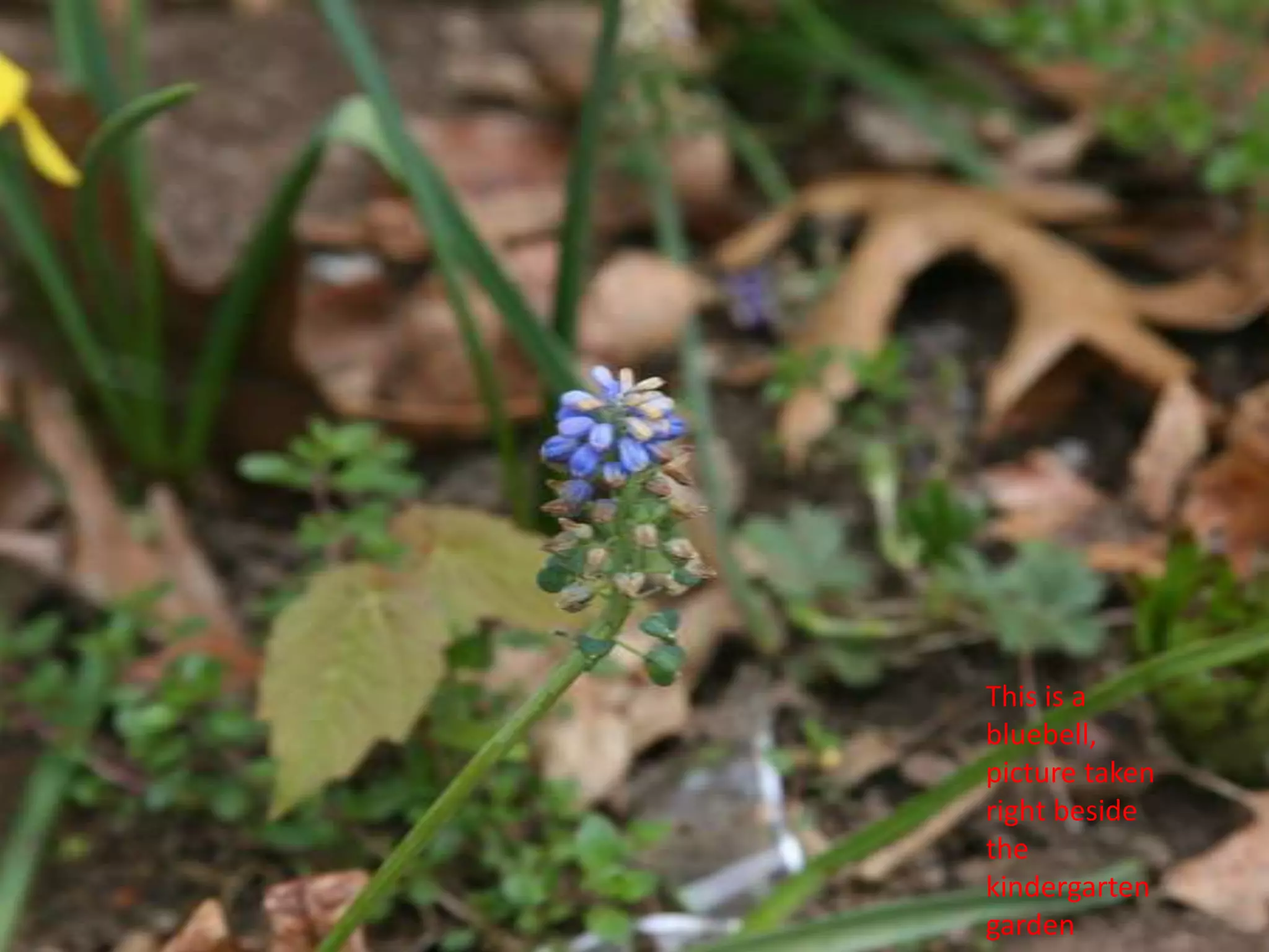 This is a bluebell, picture taken right beside the kindergarten garden