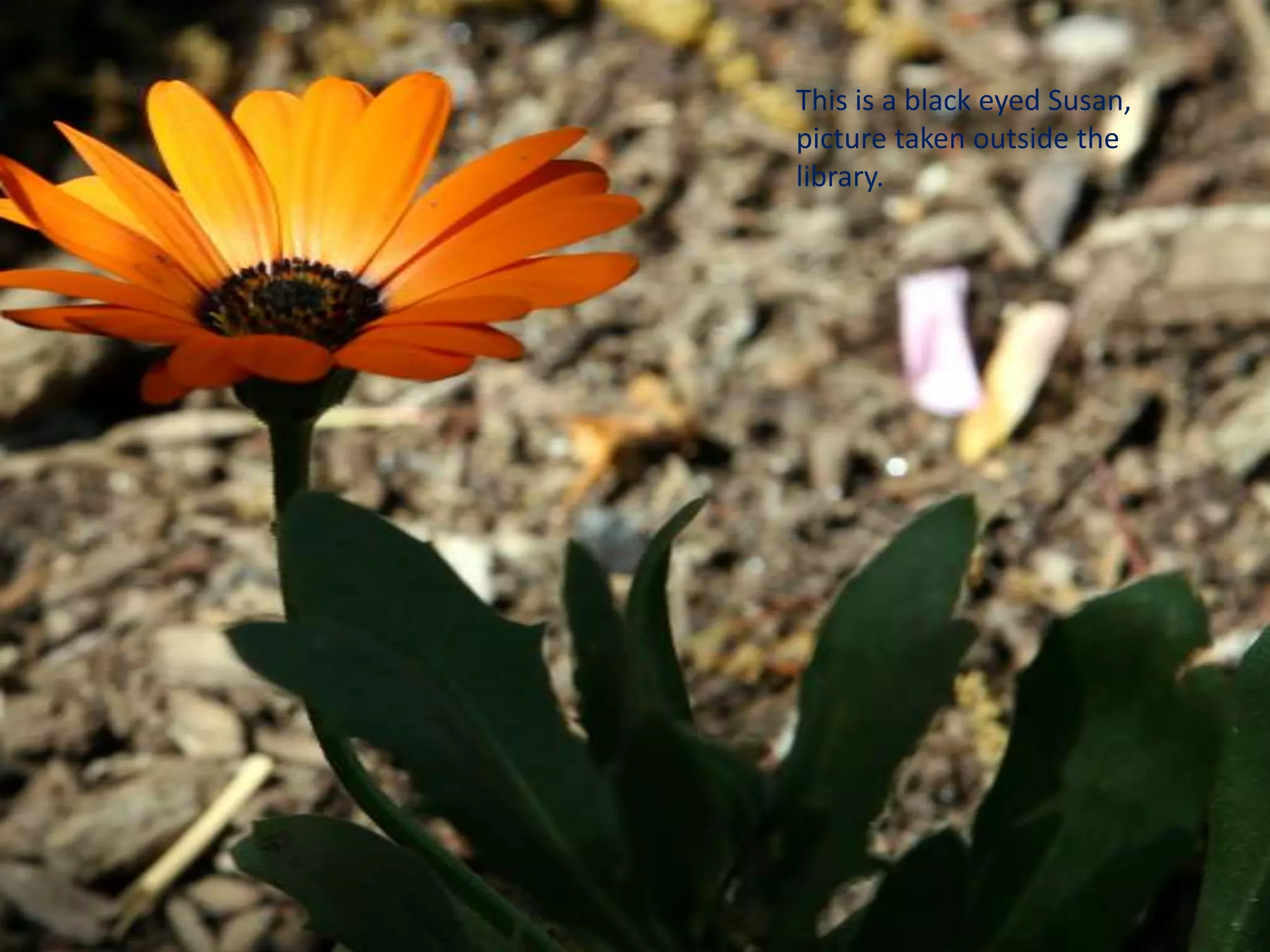 This is a black eyed Susan, picture taken outside the library.