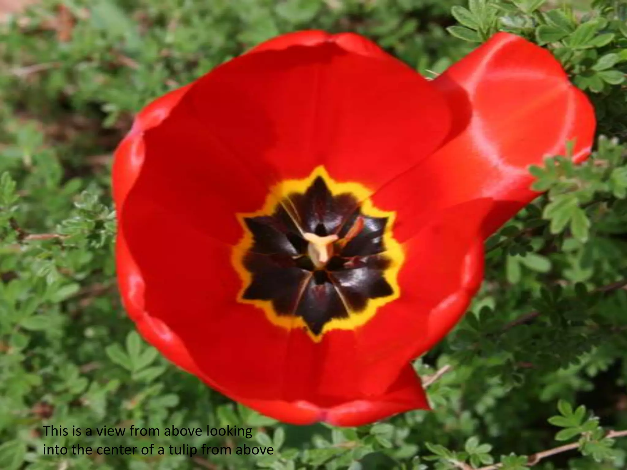 This is a view from above looking into the center of a tulip from above