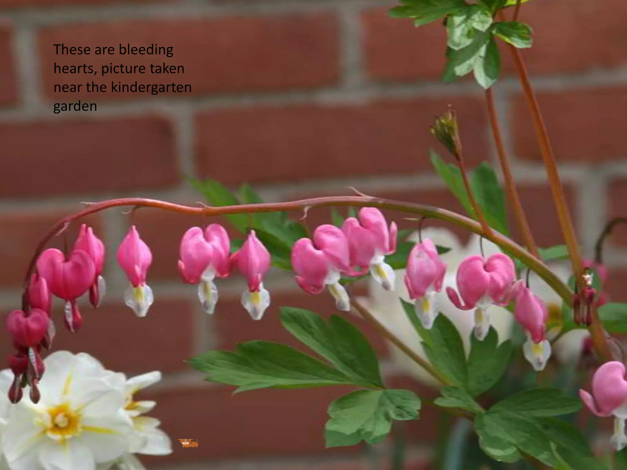 These are bleeding hearts, picture taken near the kindergarten garden