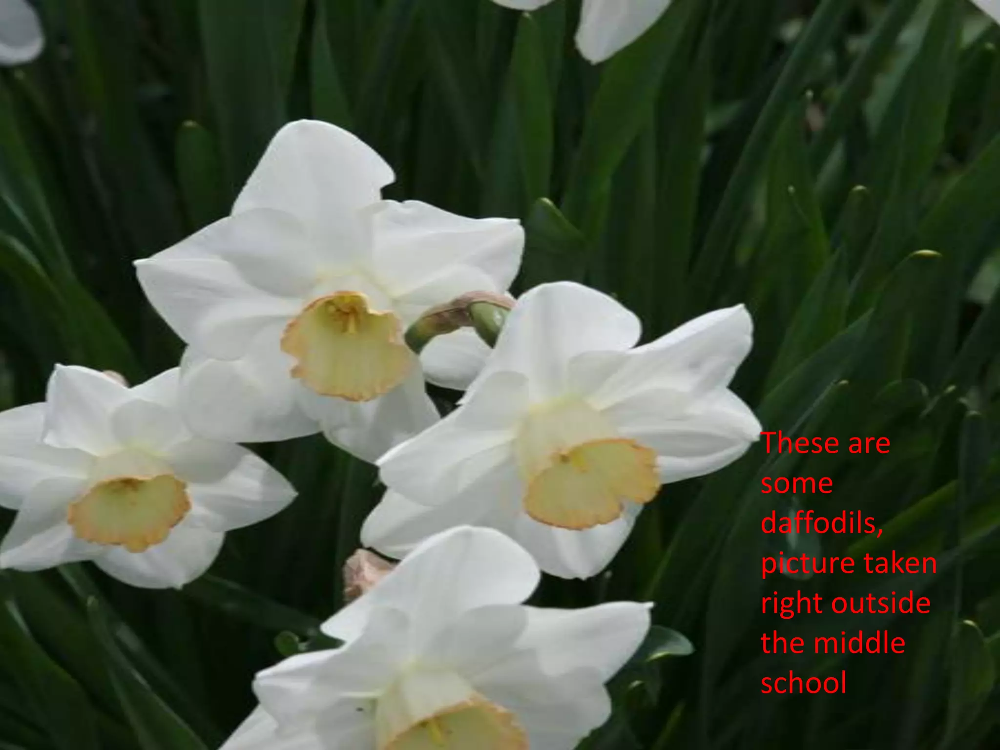 These are some daffodils, picture taken right outside the middle school